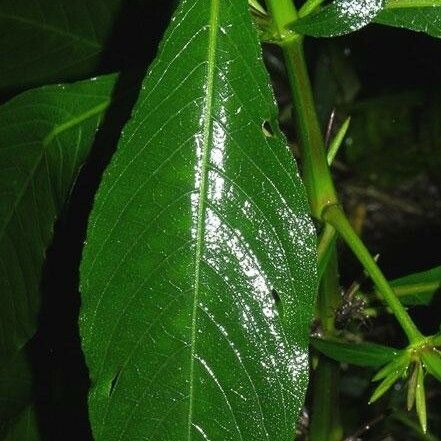 Hygrophila costata Лист