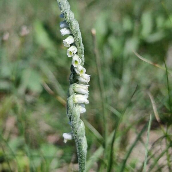 Spiranthes spiralis Fiore