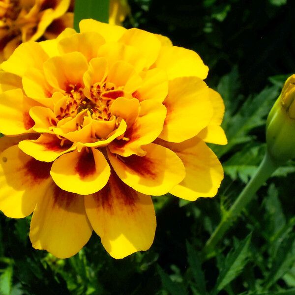 Tagetes erecta 花