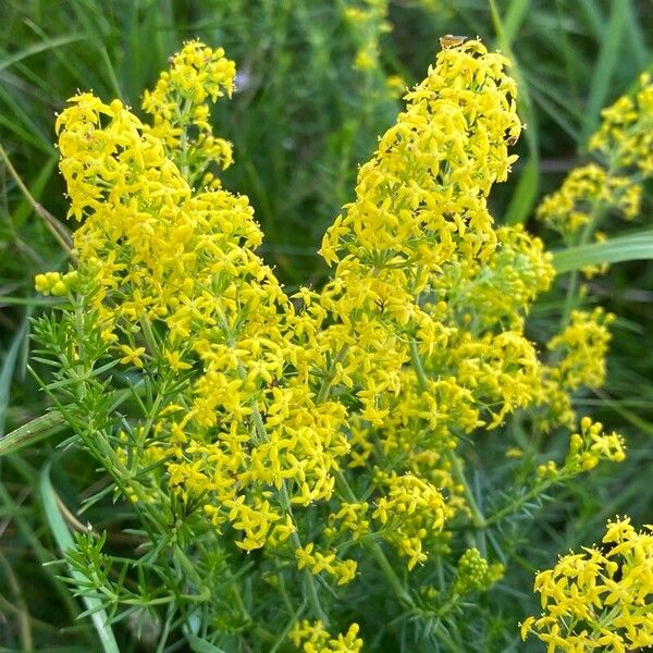 Galium verum 花