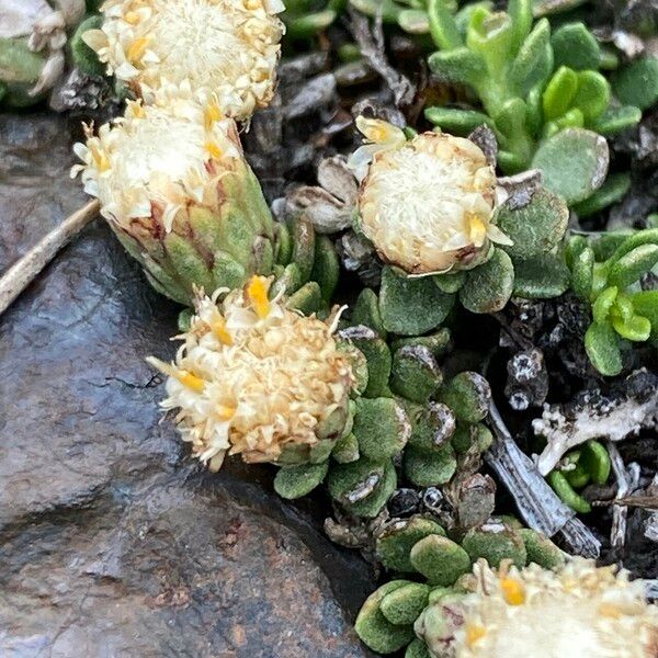 Baccharis alpina Floare