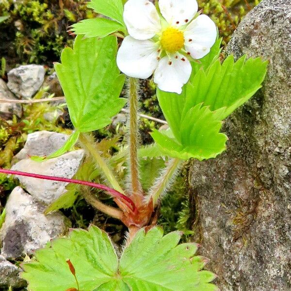 Fragaria vesca Hábito