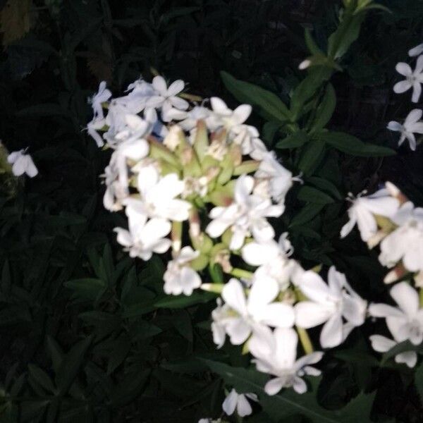 Saponaria officinalis Flor