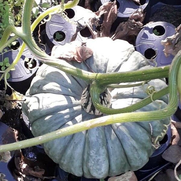 Cucurbita maxima 果