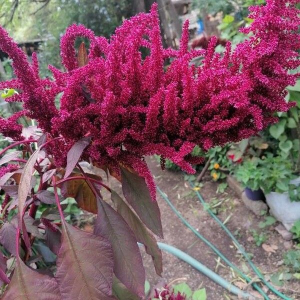 Amaranthus hypochondriacus Folha