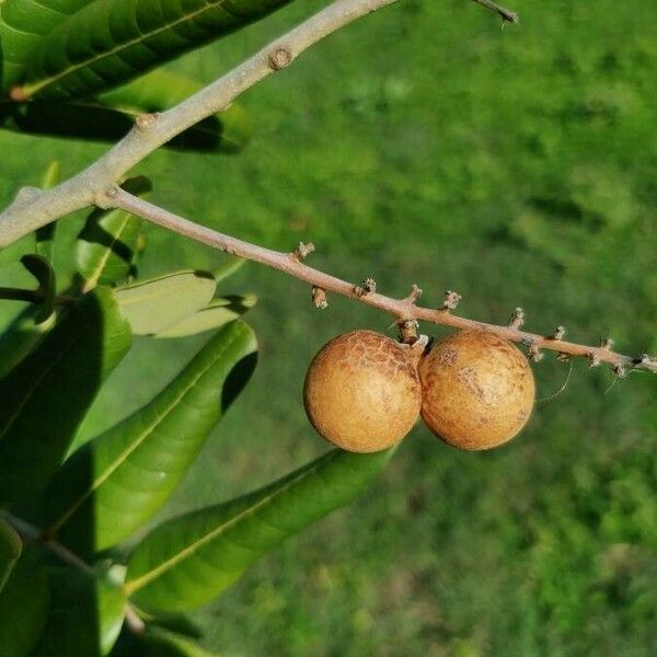 Dimocarpus longan Fruit