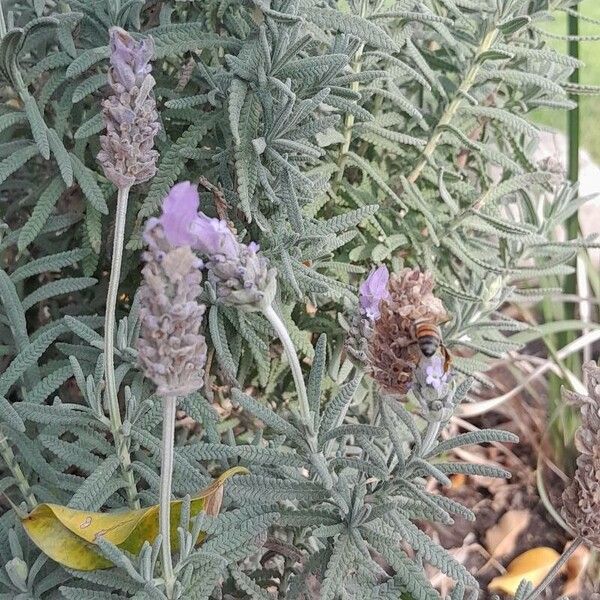 Lavandula dentata Flor