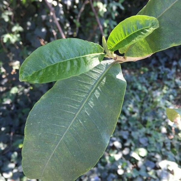 Calodendrum capense Blad