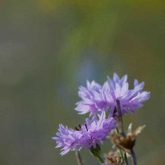 Cyanus segetum Fleur