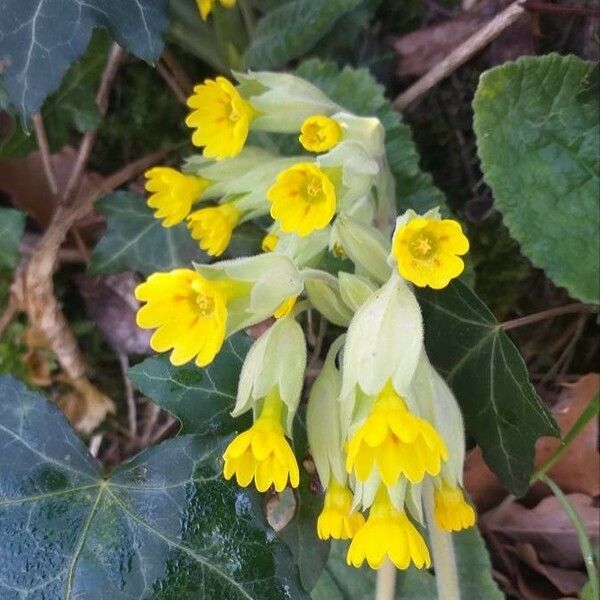 Primula veris Blüte