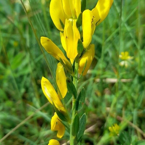 Genista tinctoria Flower