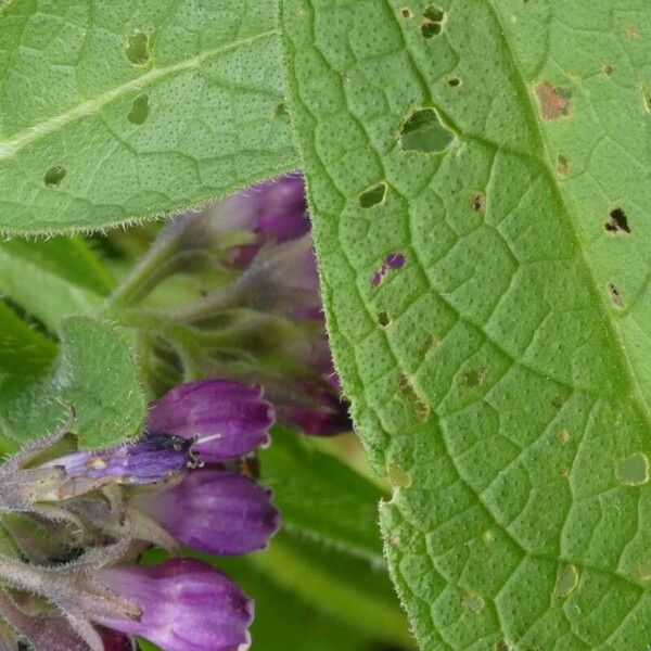 Symphytum officinale Blad