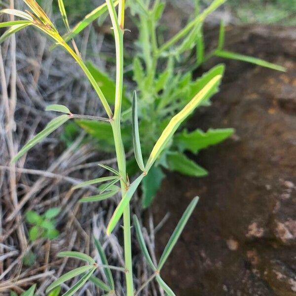 Crotalaria brevidens ഇല