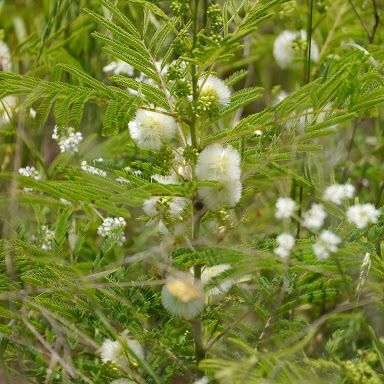 Acacia angustissima Buveinė