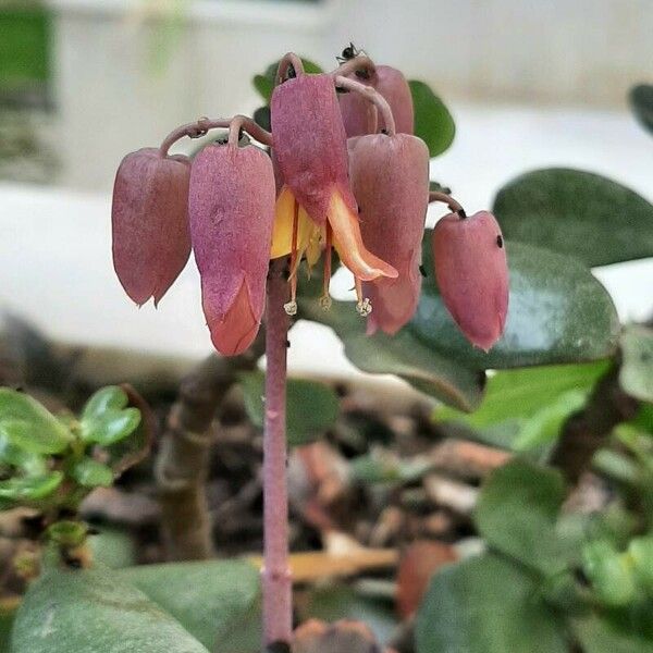 Kalanchoe fedtschenkoi Kvet