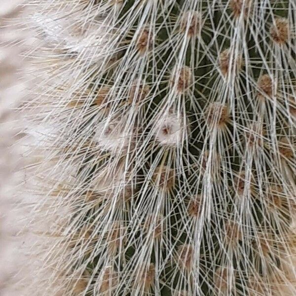 Cleistocactus baumannii Flower