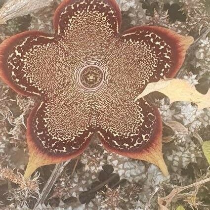 Edithcolea grandis Flor