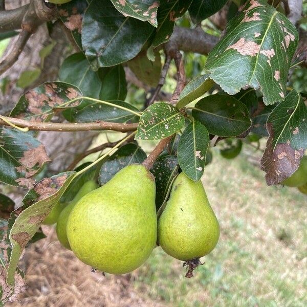 Pyrus communis Fruit