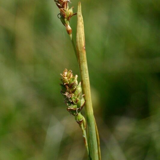 Carex vaginata Frucht