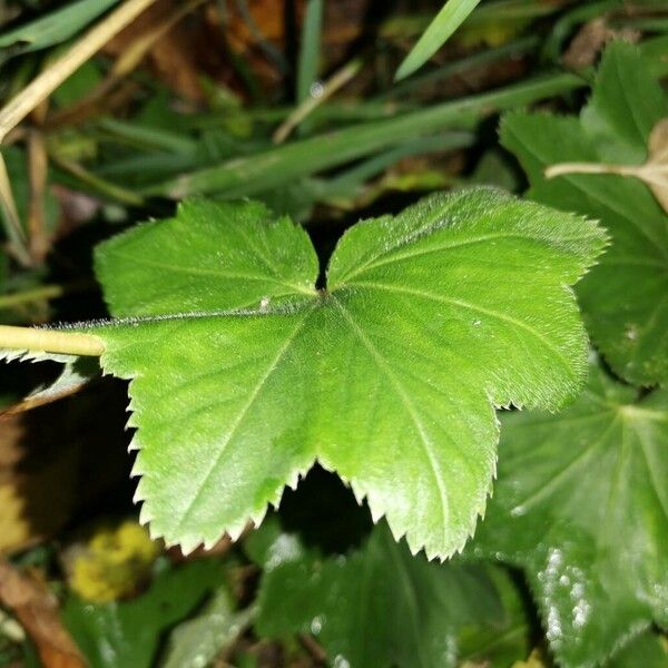 Alchemilla acutiloba 叶