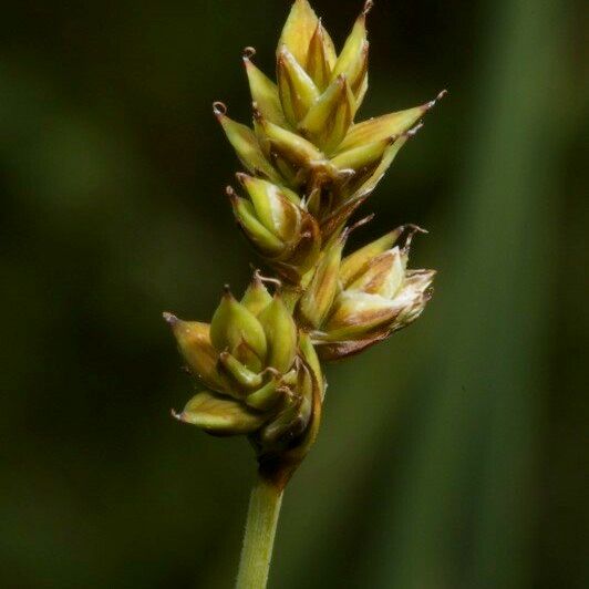 Carex heleonastes Fruct