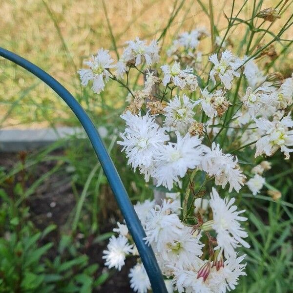 Dianthus plumarius Λουλούδι