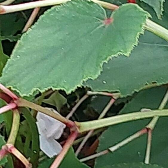 Begonia minor Foglia