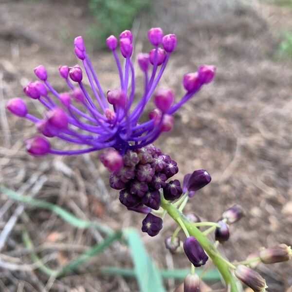 Muscari comosum Flower