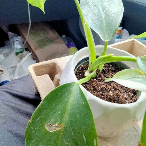 Philodendron martianum 叶