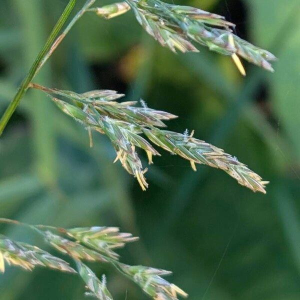 Poa pratensis Žiedas