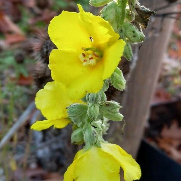 Verbascum densiflorum Flower