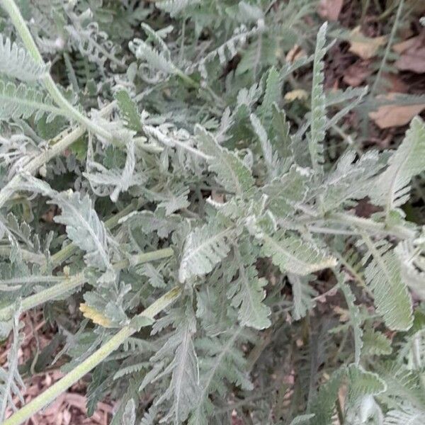 Achillea filipendulina Foglia