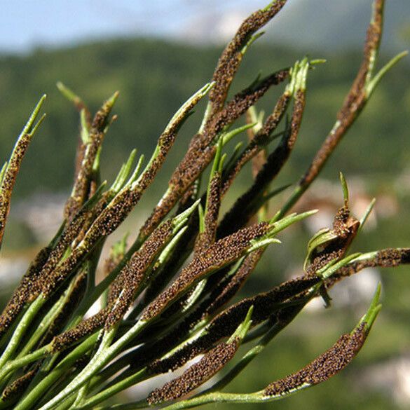 Asplenium septentrionale ফল