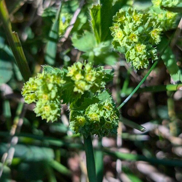 Alchemilla monticola Цветок