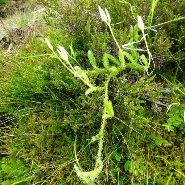 Lycopodium clavatum (Ground-pine)