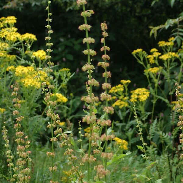 Rumex nepalensis Pokrój