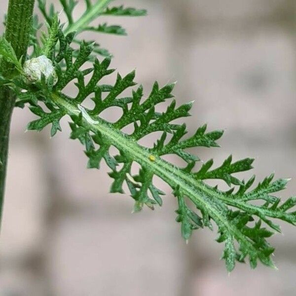 Achillea nobilis Blad