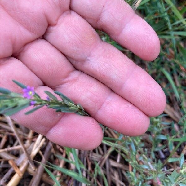 Lythrum hyssopifolia Fleur