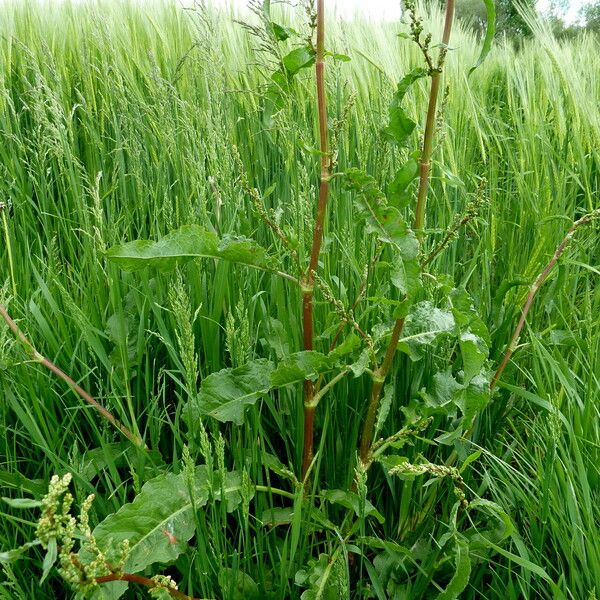 Rumex crispus Hábito