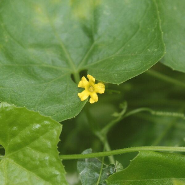 Melothria pendula ফুল