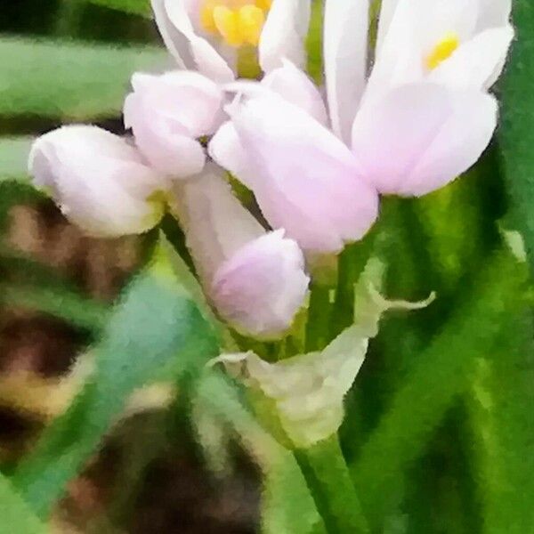 Allium roseum ফুল