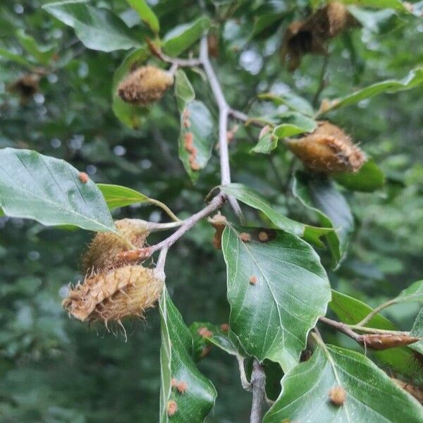 Fagus orientalis Owoc