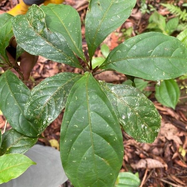 Terminalia amazonia Frunză