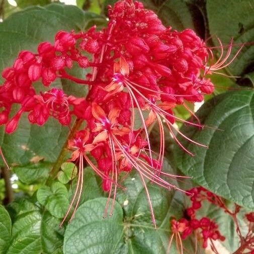 Clerodendrum paniculatum Flor