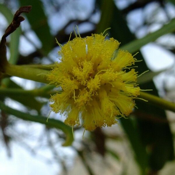 Acacia saligna Λουλούδι