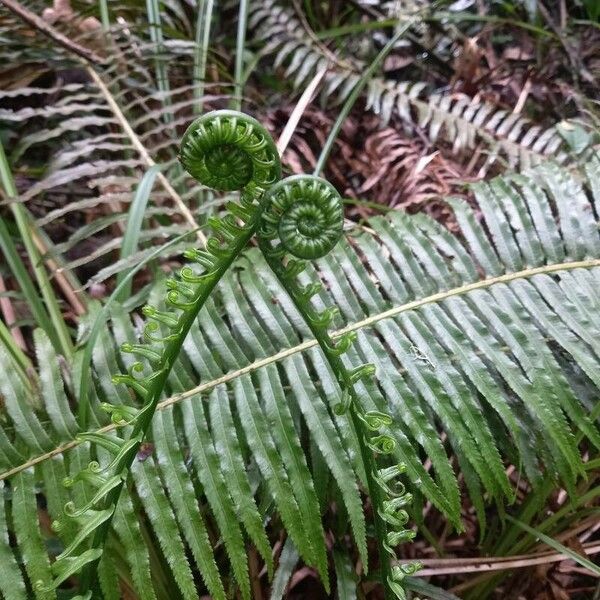 Blechnum brasiliense Ліст