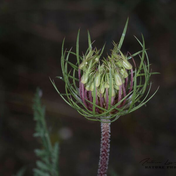 Daucus carota Kukka