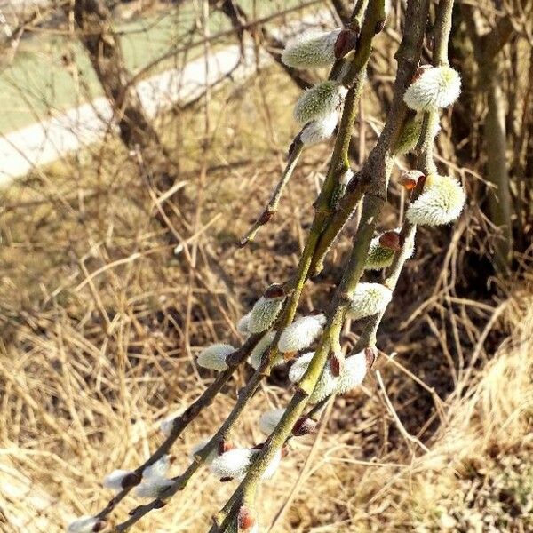 Salix caprea Fiore