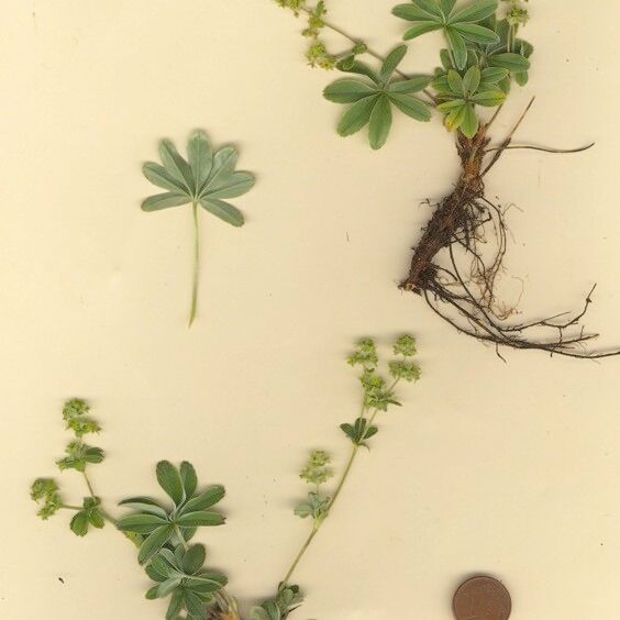 Alchemilla amphisericea Other