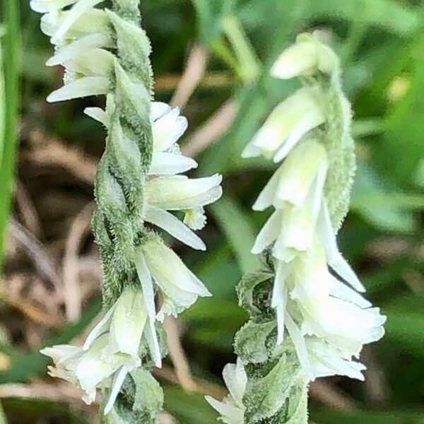 Spiranthes spiralis Цветок